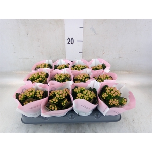Kalanchoe  'MoreFlow Lillian'