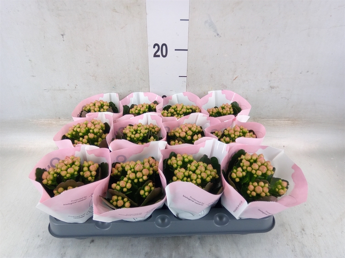 <h4>Kalanchoe  'MoreFlow Lillian'</h4>