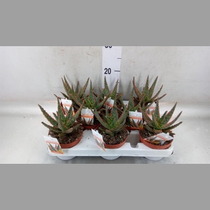 Aloe   ...