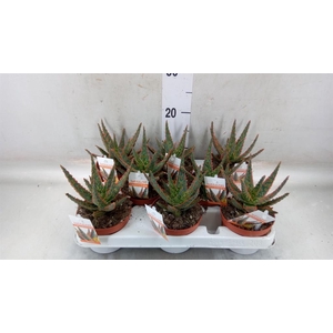 Aloe   ...