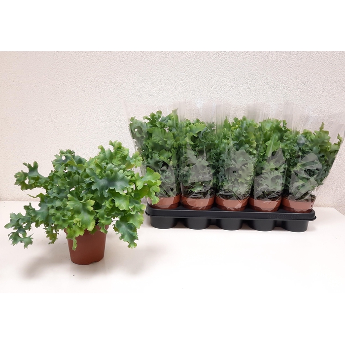 <h4>PHLEBO A DAVANA</h4>