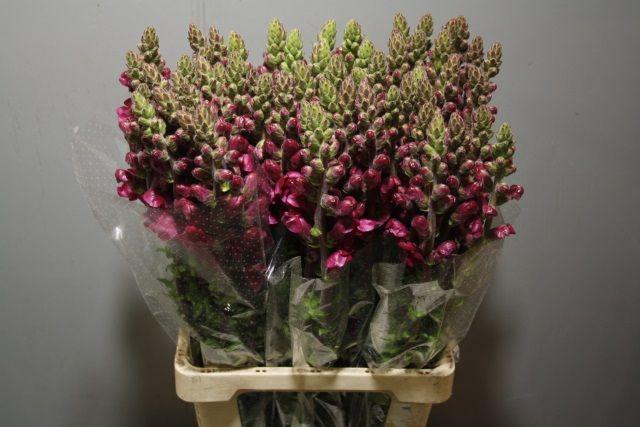 <h4>Antir Poto Crimson</h4>