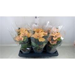 <h4>Euphorbia pulc. 'Autumn Leaves'</h4>