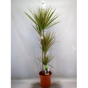 Dracaena marg. 'Bicolor'