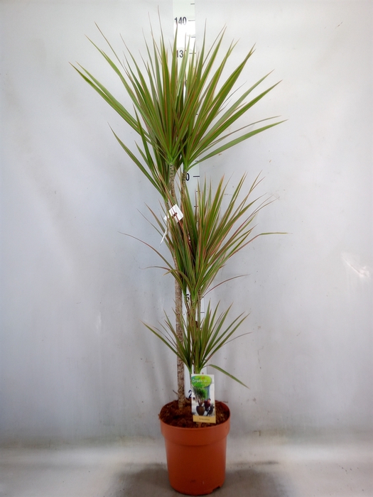 <h4>Dracaena marg. 'Bicolor'</h4>