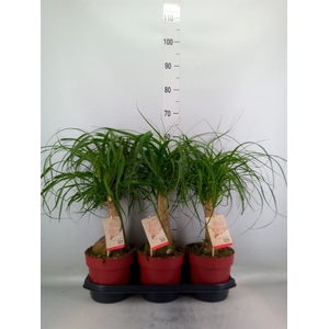 Beaucarnea recurvata