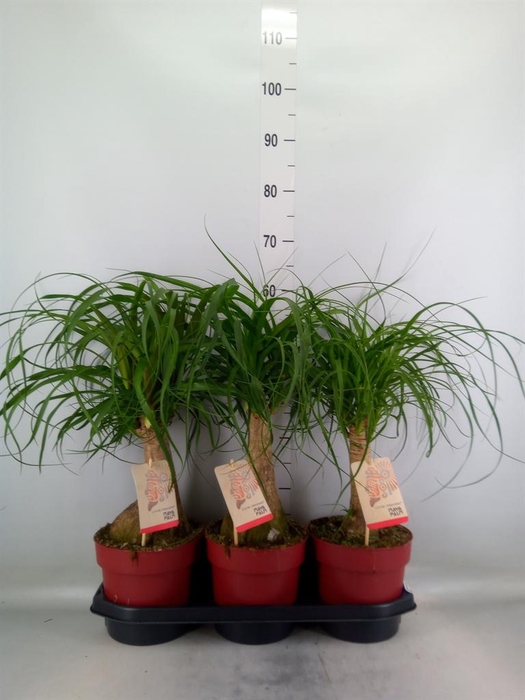 <h4>Beaucarnea recurvata</h4>