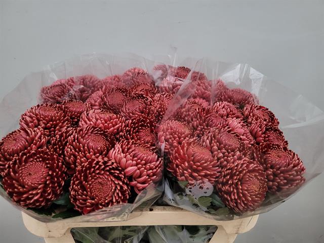 <h4>CHR G BIGOUDI RED</h4>
