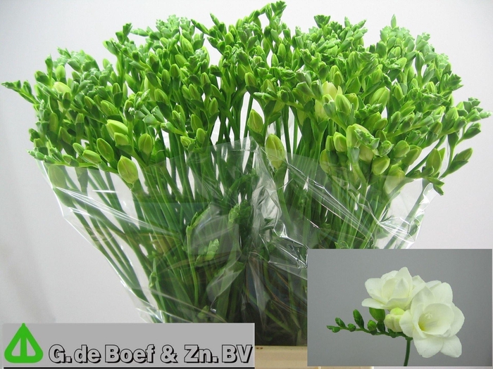 <h4>Freesia du Essence</h4>