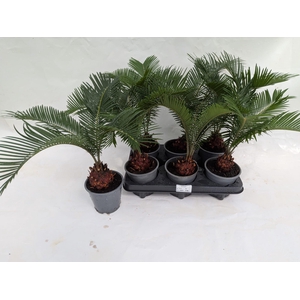 CYCAS REVOLUTA