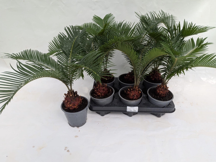 <h4>CYCAS REVOLUTA</h4>