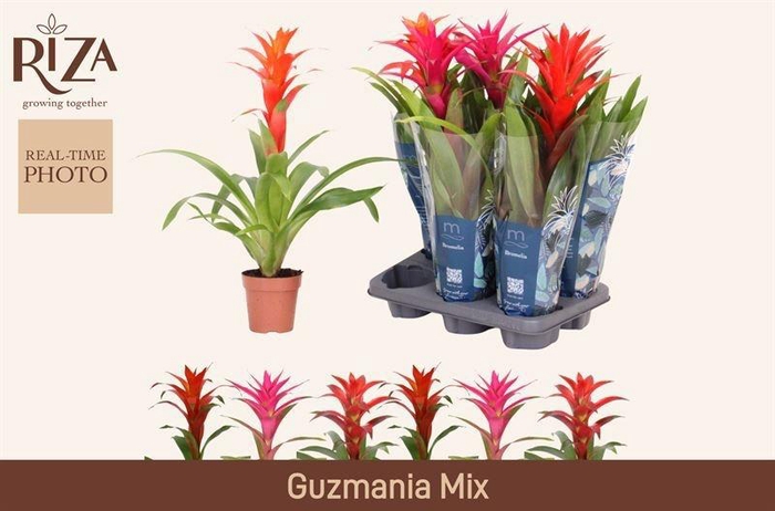 <h4>GUZM GEM 3 SRT</h4>