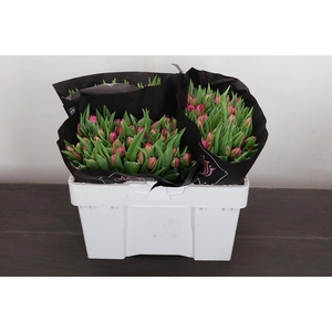 Tu Du Queen Of Marve