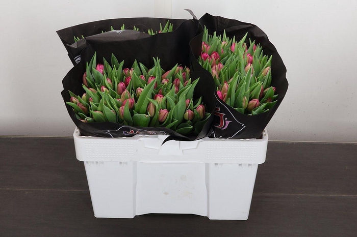 <h4>Tu Du Queen Of Marve</h4>