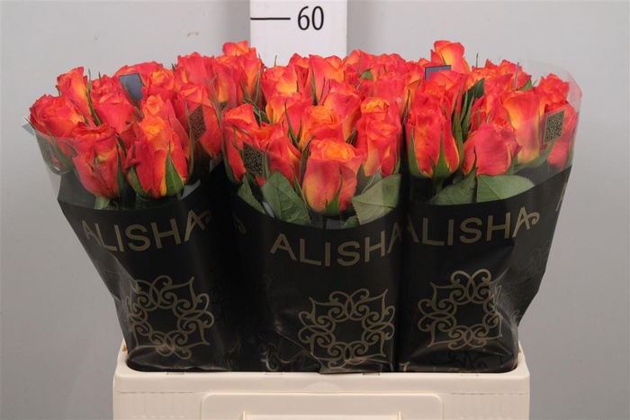 <h4>R Gr New Horizon</h4>