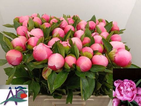 Paeonia Etched Salmon