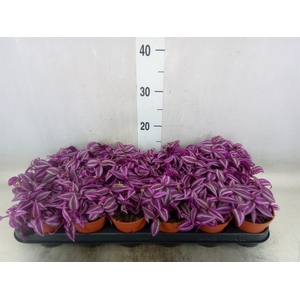 Tradescantia zebr. 'Pink Paradise'