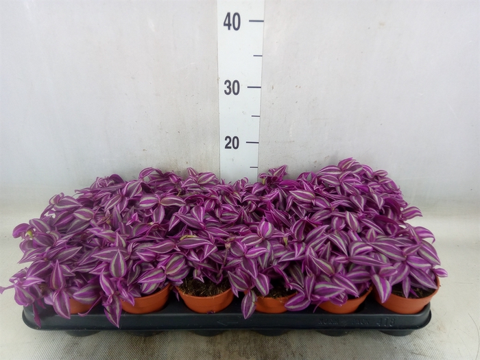 <h4>Tradescantia zebr. 'Pink Paradise'</h4>