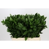 Ruscus Hypophyllum