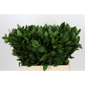 Ruscus Hypophyllum