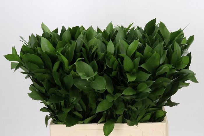 <h4>Ruscus Hypophyllum</h4>