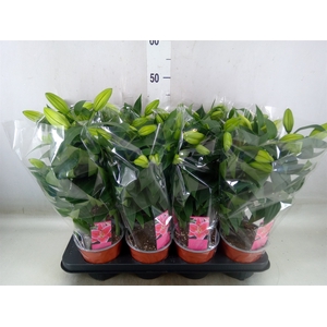 Lilium ori.   ...mix