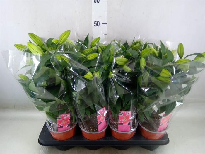 <h4>Lilium ori.   ...mix</h4>