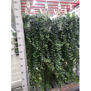 Hedera helix 'Wonder'