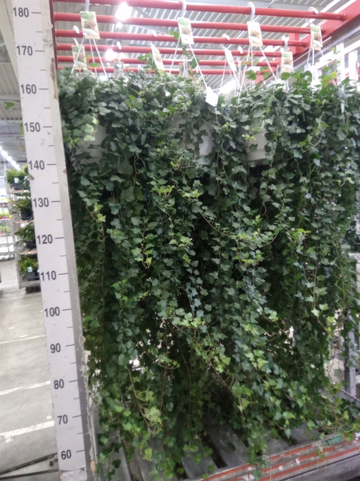 <h4>Hedera helix 'Wonder'</h4>