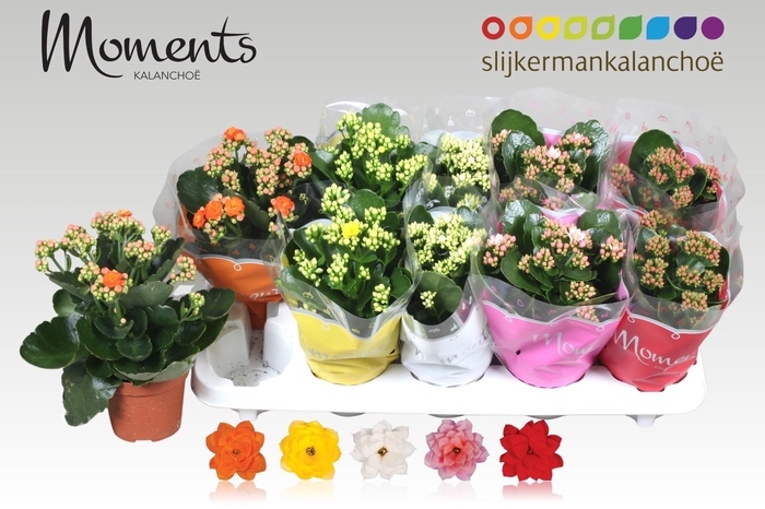 <h4>KAL GE GEM 5 KL</h4>