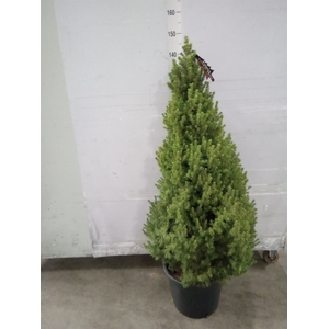 Picea glauca 'Conica'