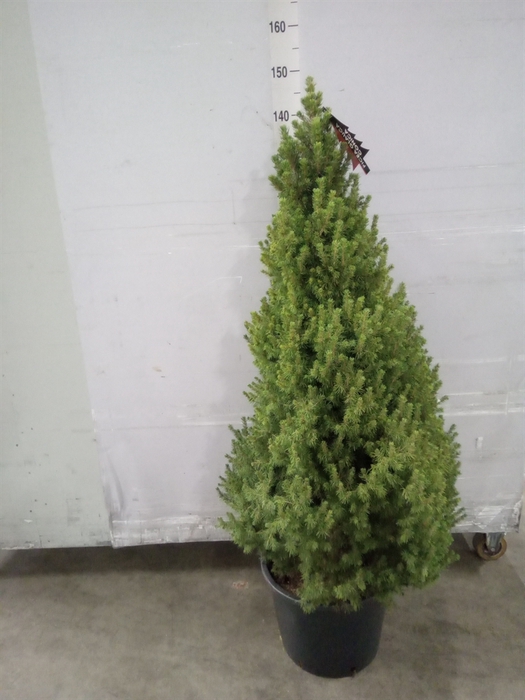 <h4>Picea glauca 'Conica'</h4>