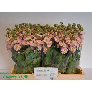 VIOLIER STOX CHAMPAGNE