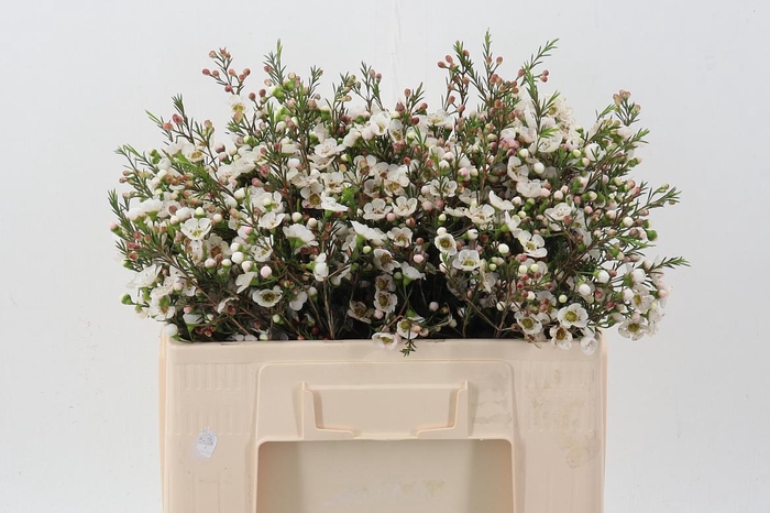 <h4>Chame Rhiannon</h4>