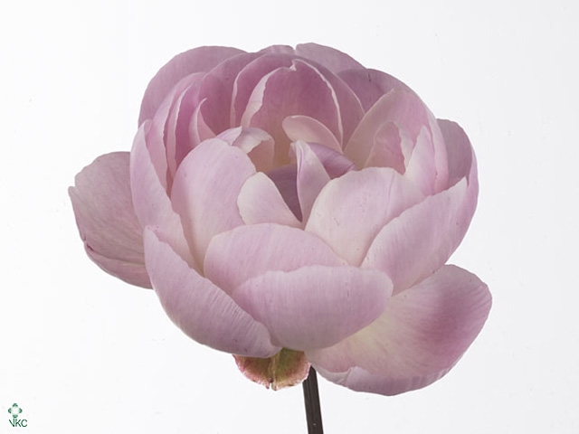 PAEO L MRS F D ROOSE