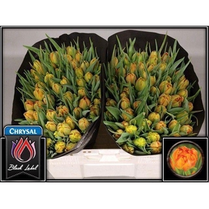 TU DUB MONTE ORANGE 36GR