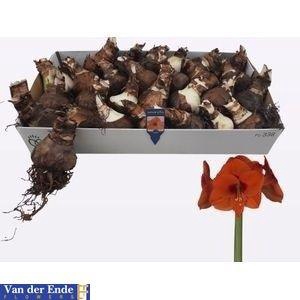 BLOEMBOL HIPPEASTRUM