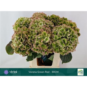 Hydr M Ch Whi Ver Cl 80 - 22 [ Vicini ]