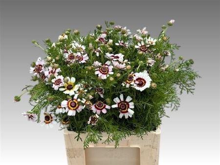 <h4>GLEBIONIS GANZENBLOEM</h4>