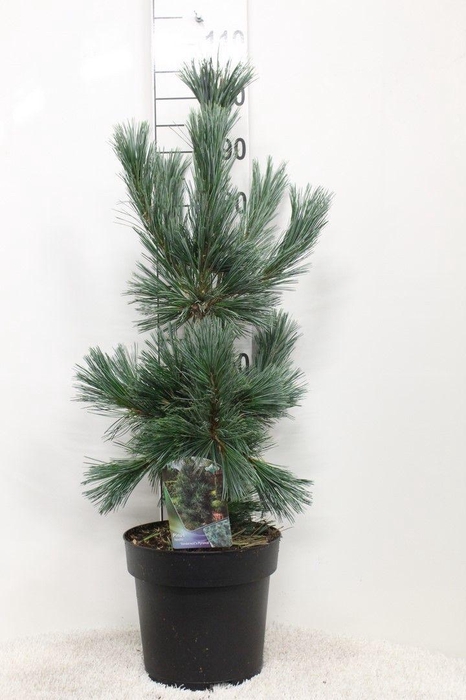 <h4>Pinus flex. 'Vanderwolf's Pyramid' P29 potgedrukt</h4>