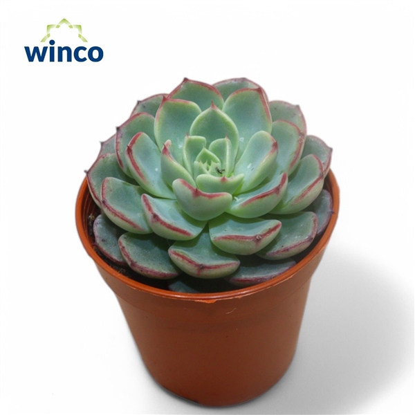 <h4>Echeveria Minima Ssp.</h4>