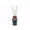 Cotinus Royal Purple