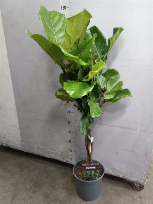 <h4>Ficus lyrata</h4>