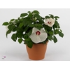 HIBISCUS M GU WHI EY