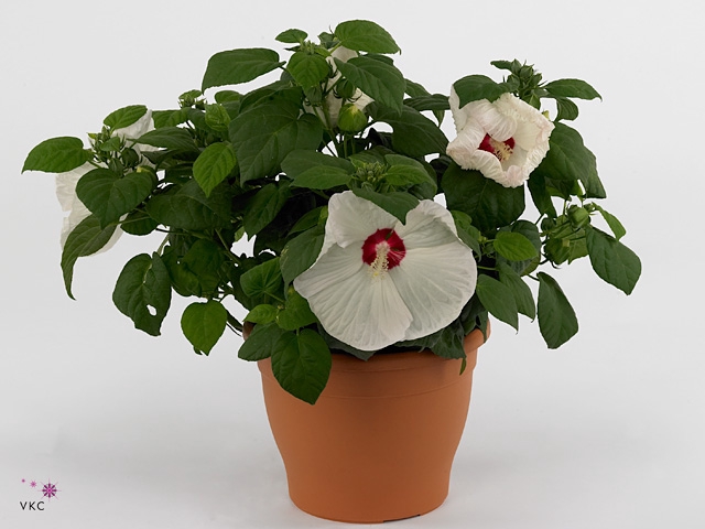 HIBISCUS M GU WHI EY