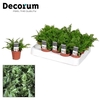 Nephrolepis Green Fantasy