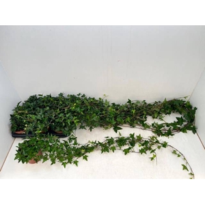 HEDERA SHAMROCK XXL 90CM P13