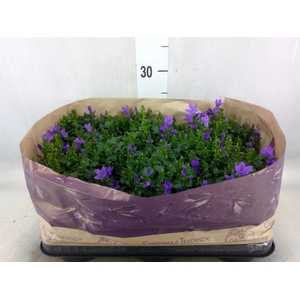 Campanula porten. 'Blueone'