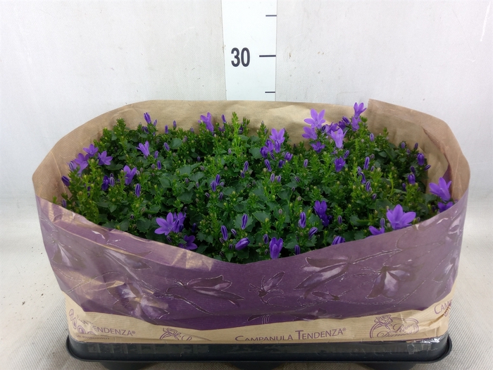 <h4>Campanula porten. 'Blueone'</h4>