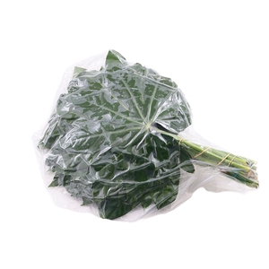 Aralia Medium Vacuum 40 Cm X5
